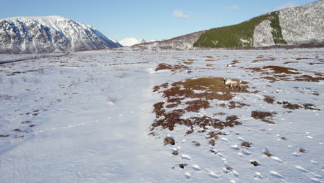 toma aérea de un pequeño grupo de renos pastando en un campo soleado cubierto de nieve con carretera y montañas en el fondo y un cielo azul claro