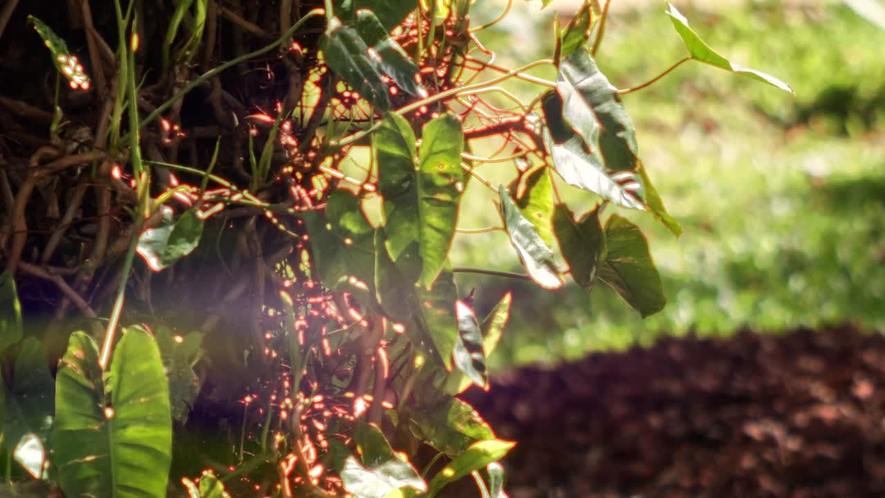 Mint leaves fresh and cool as dew, green and bright, with scent so true