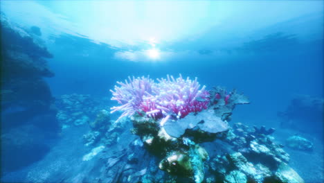 stunning underwater view of a coral reef