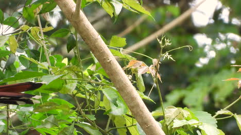 squirrel cuckoo looking around before jumping on branch in tropical jungle