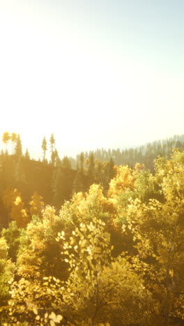 autumn forest landscape: golden hour in the woods