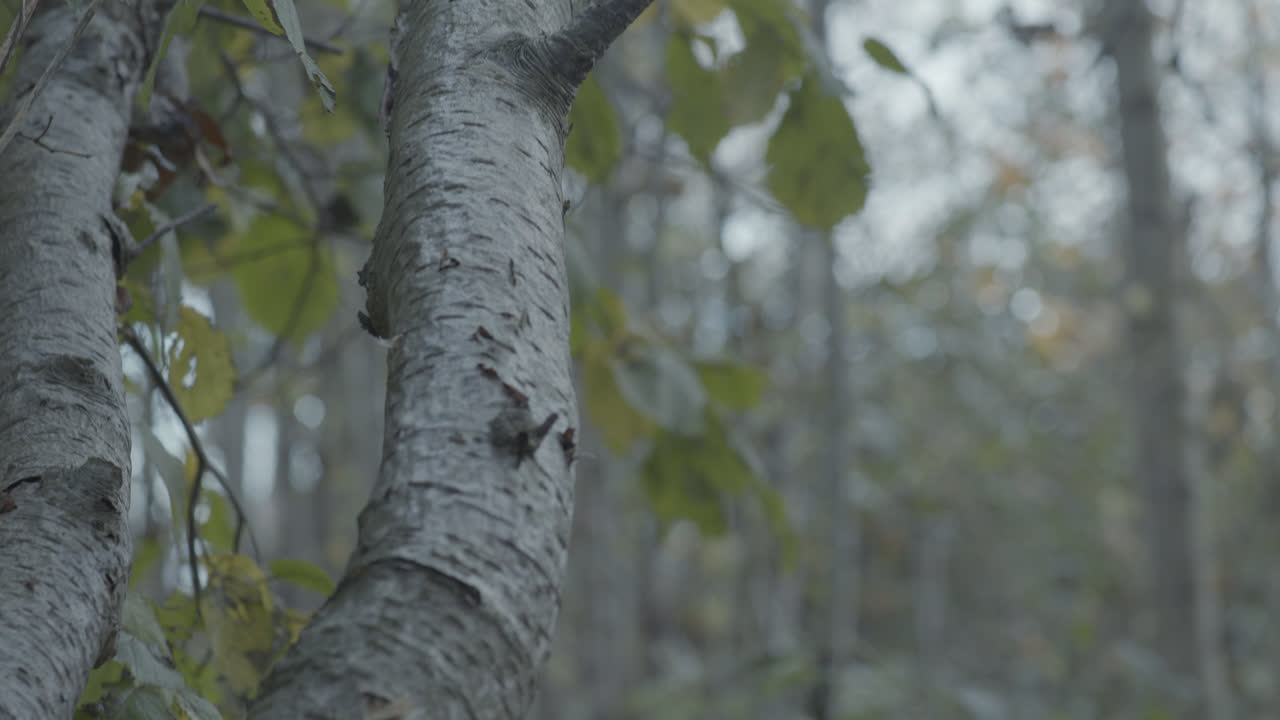 старое дерево тихо шумит на ветру в немецком лесу