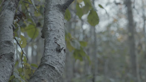 an old tree blows quietly in the wind of a german forest