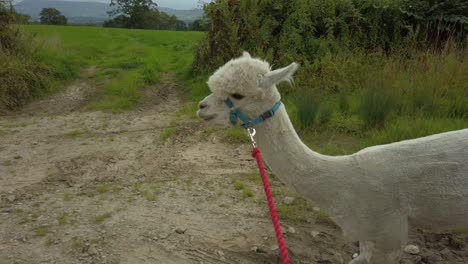 seguimiento de cerca de alpaca caminando en el campo