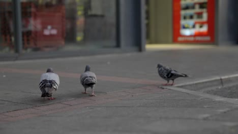 Three-pigeons-search-for-scraps-outside-a-shopfront-in-Cardiff