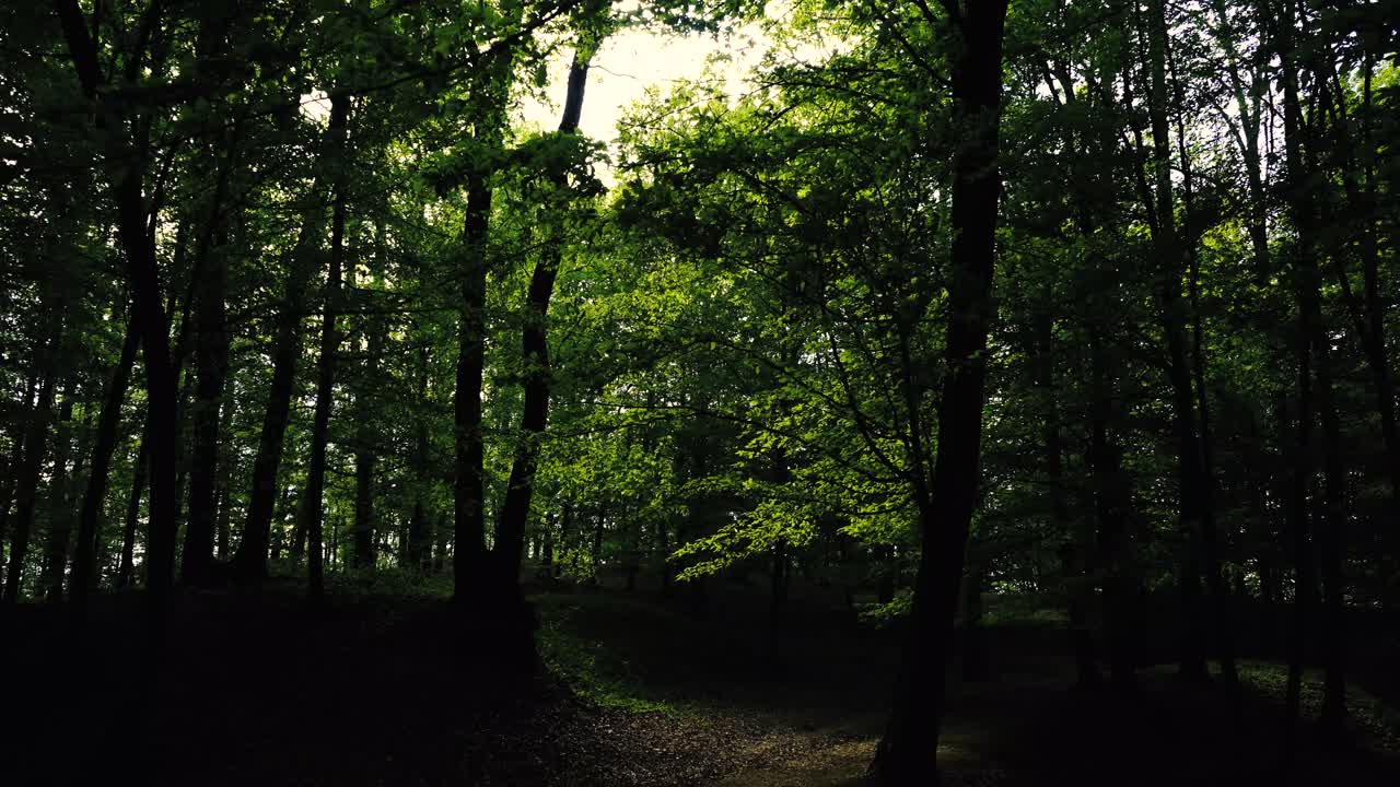 filmati 4k del sole che splende attraverso la foresta verde in primavera