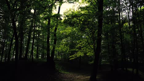 4k footage of sun shining through green forest in the spring time