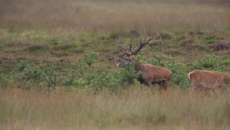 medium shot of a large red deer buck with a huge rack of antlers in a brown grassy field chasing one of his doe and calling out and throwing his head