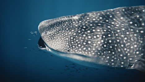 El-Tiburón-Ballena-Abre-Suavemente-La-Boca-Mientras-Los-Peces-Nadan-Hacia-Adelante-Para-Limpiar,-Vista-Lateral-Frontal-De-Cerca