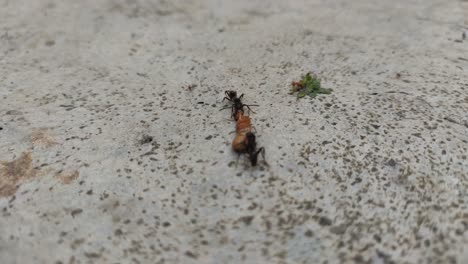 a group of black ants are fighting for insects dead bodies that will be used as food