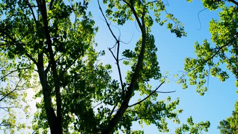 Tropical-tress-on-a-sunny-day-4k