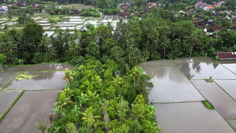 Parcelas-Verdes-De-Granjas-Agrícolas-De-Arroz-Alrededor-De-Casas-De-Aldeas-Indonesias-Y-Palmeras-Vistas-Desde-Arriba