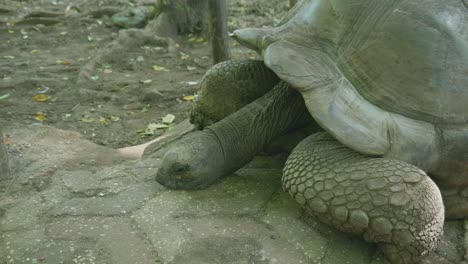 Gefängnisinsel-Mit-Aldabra-Riesenschildkröten-Schutzgebiet-In-Sansibar,-Tansania,-Afrika