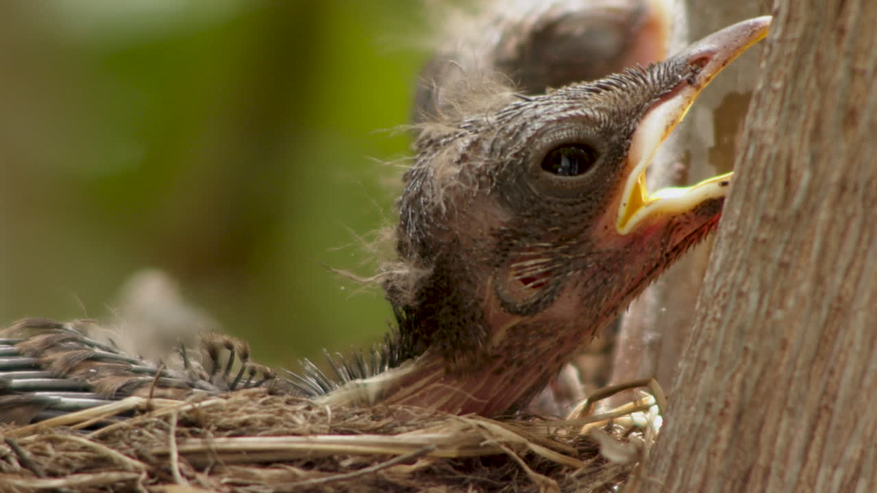 Closeup of sleepy cute little chick bird begging for food, slow motion, static