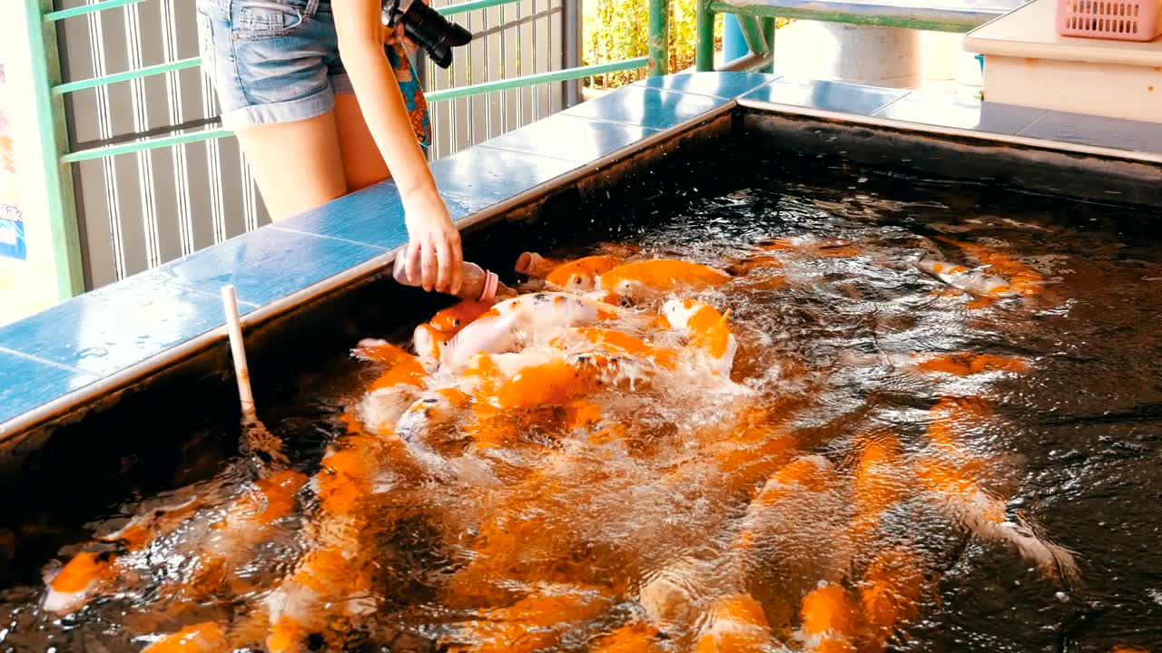 질이 있는 병에서 다채로운 일본 은 카프를 먹이는 태국