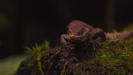 closeup of thorny tail lizard lies still on a moist log, moving head in slow motion and blinking eyes and soaking up warmth in the morning air of peru’s jungle.