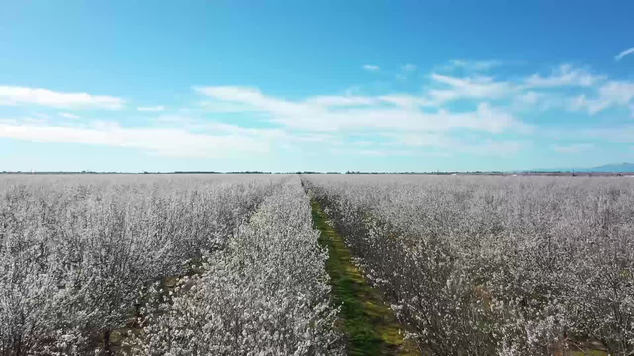 terminó de volar sobre las copas de un huerto de almendros en el norte de california