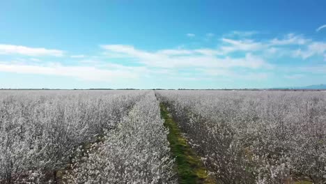 terminó de volar sobre las copas de un huerto de almendros en el norte de california