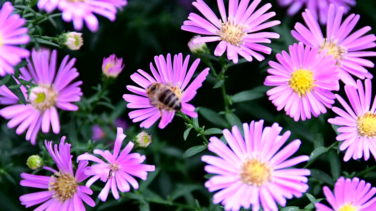 abeja recogiendo polen de la flor