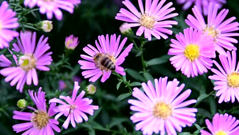 bee collecting pollen from flower