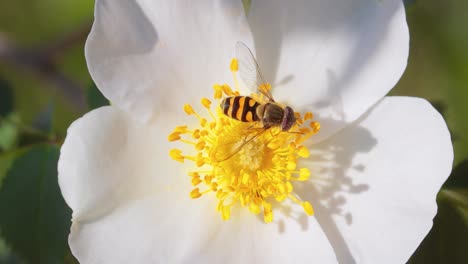 hoverflies, flower flies or syrphid flies, insect family syrphidae.they disguise themselves as dangerous insects wasps and bees.the adults of many species feed mainly on nectar and pollen flowers.