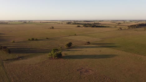 free cows grazing in green fields of buenos aires province at sunset