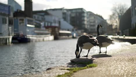 two wild geese jumping in the water in a canal in london city, in slow-motion on a spring bright sunny day, during mating season