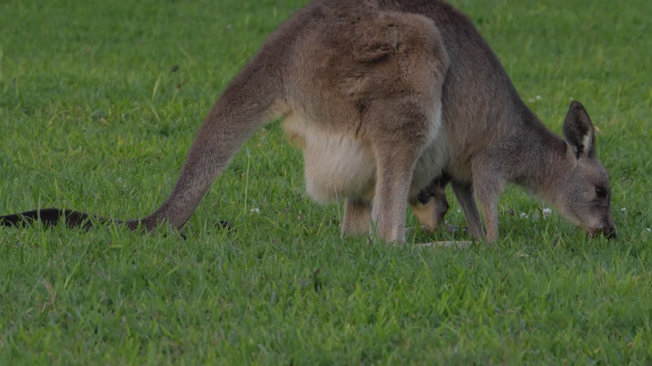 canguro gris oriental y su joey pastando en la hierba verde - macropus giganteus en queensland, australia - tiro completo