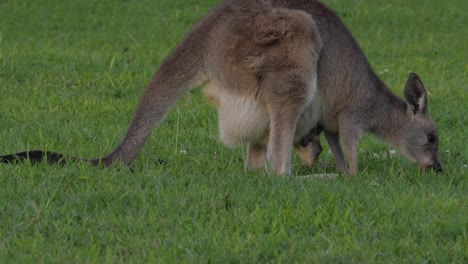 Eastern-Grey-Kangaroo-And-Its-Joey-Grazing-On-The-Green-Grass---Macropus-Giganteus-In-Queensland,-Australia---full-shot