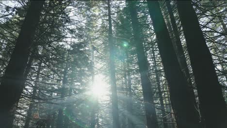 Belleza-Inquietante-Cinematográfica-Del-Bosque-Espeluznante-Con-Atmósfera-Brumosa,-Luz-Del-Sol-Asomando-A-Través-De-Un-ángulo-Bajo,-Horror-De-Halloween