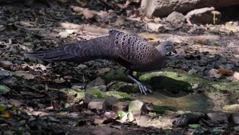 grey peacock-pheasant drinking water