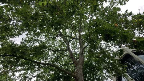 ramas de árboles cerca del edificio del museo en londres