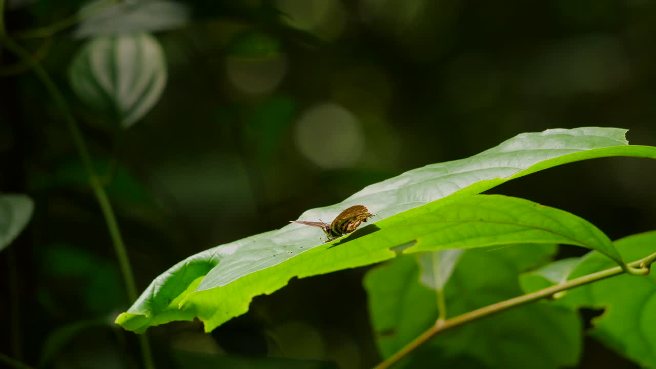 보르네오 정글에 있는 작은 열대 녹색 잎에 나비가 거꾸로 착륙합니다.