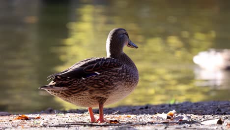 wild duck near the lake im sauerland