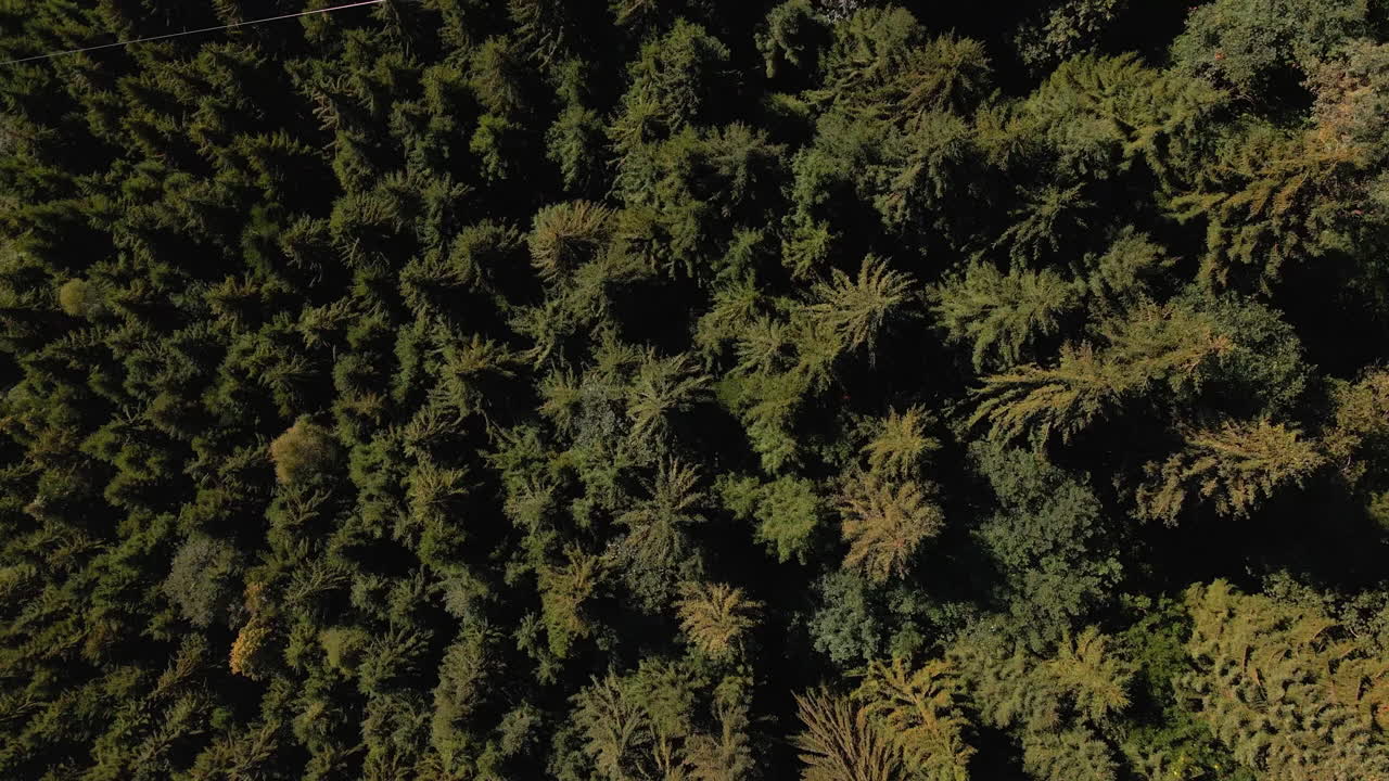 화창한 겨울날 산 알프스의 빽빽한 녹색 숲