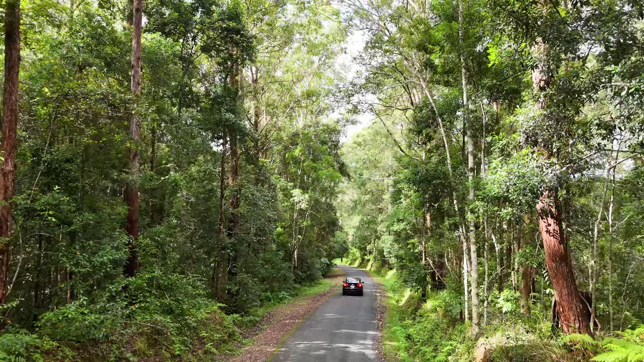 A car travels along a winding forest road in Bellingen, NSW. Sunlight filters through dense greenery, creating a serene, natural atmosphere