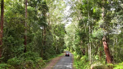 a car travels along a winding forest road in bellingen, nsw. sunlight filters through dense greenery, creating a serene, natural atmosphere