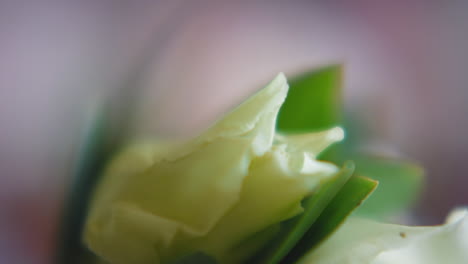 White-flower-and-green-leaves-in-festive-bouquet-macro