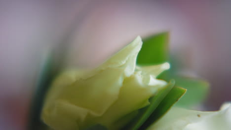 white flower and green leaves in festive bouquet macro