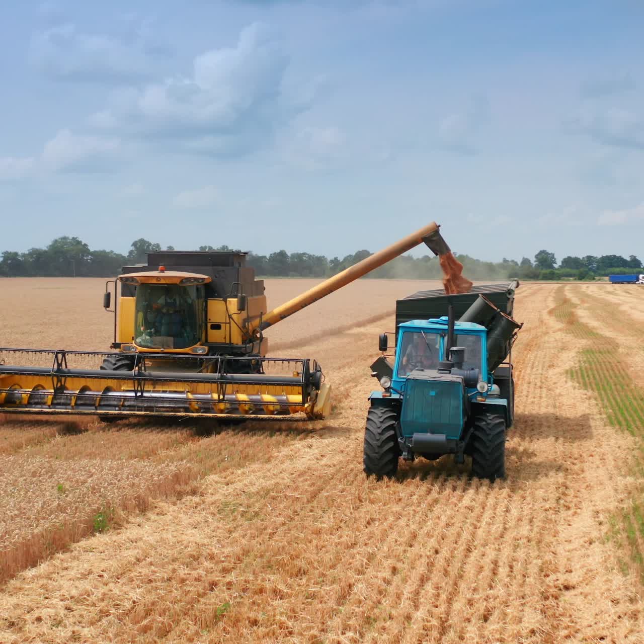 Approaching the machines in the wheat plantations. Yellow combine harvester uploads grain into tractor. Beautiful field scenery backdrop