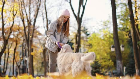 young professional woman trainer practicing outdoor training with dog, playing with rubber circle at autumn park