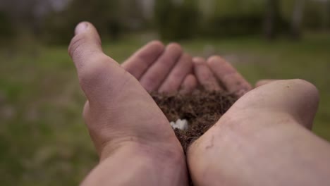 unas flores blancas crecen en las palmas de dos manos en la naturaleza.