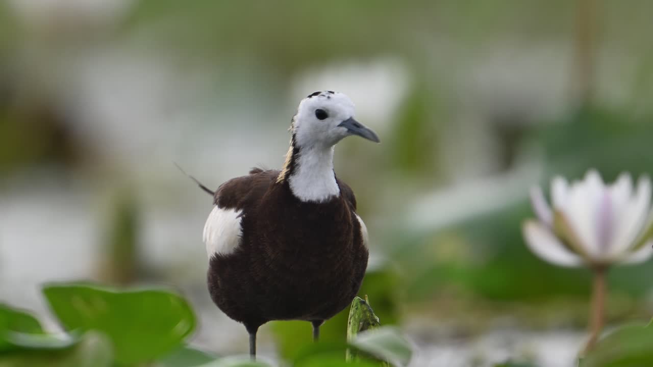 Closeup of Pheasant tailed Jacana Bird with water lily Flower