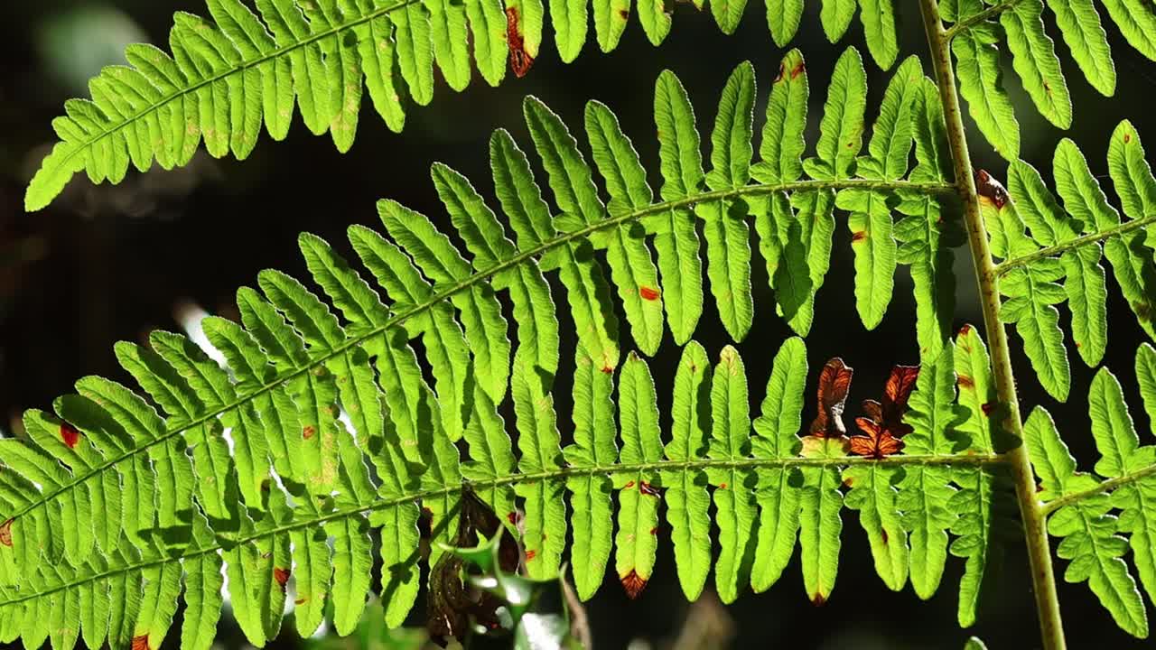 Bracken fronds, Pteridium aquilinum, backlit by early Autumn sunlight. UK