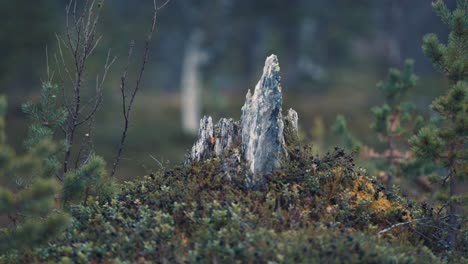 a close-up of a stump of the dead pine tree covered in moss and lichen