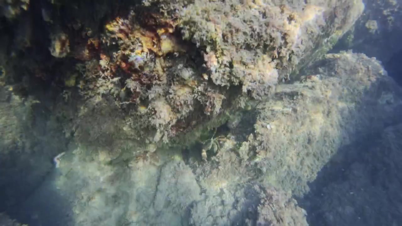 Underwater rocky seabed and reef covered with various marine plants and algae in clear blue ocean water