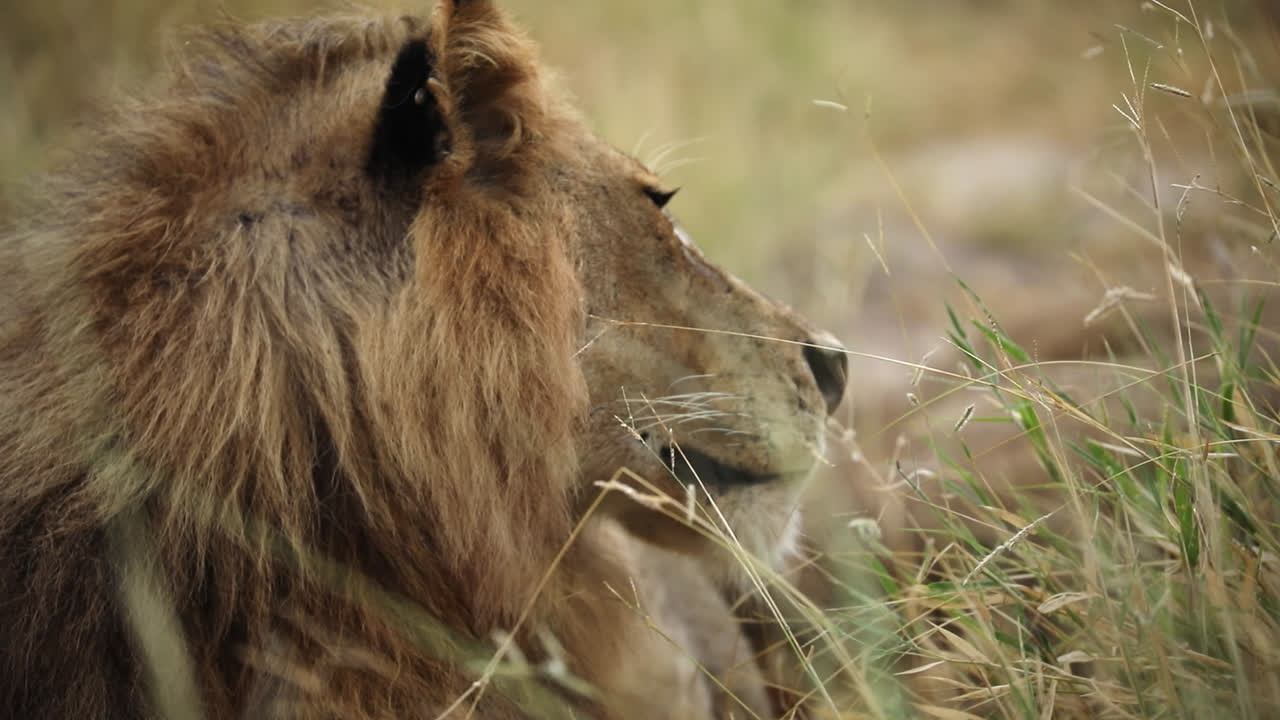 Close-up on alert head of male lion looking around near female lying in field