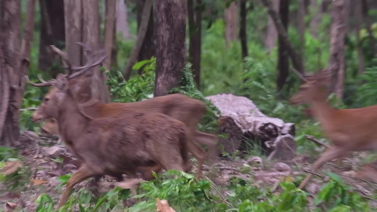 エルドジカは、生息地の減少と狩猟により絶滅危惧種である