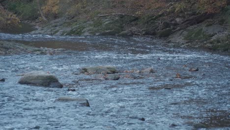 Der-Wissahickon-Creek-Fließt-über-Felsen-Und-Steine