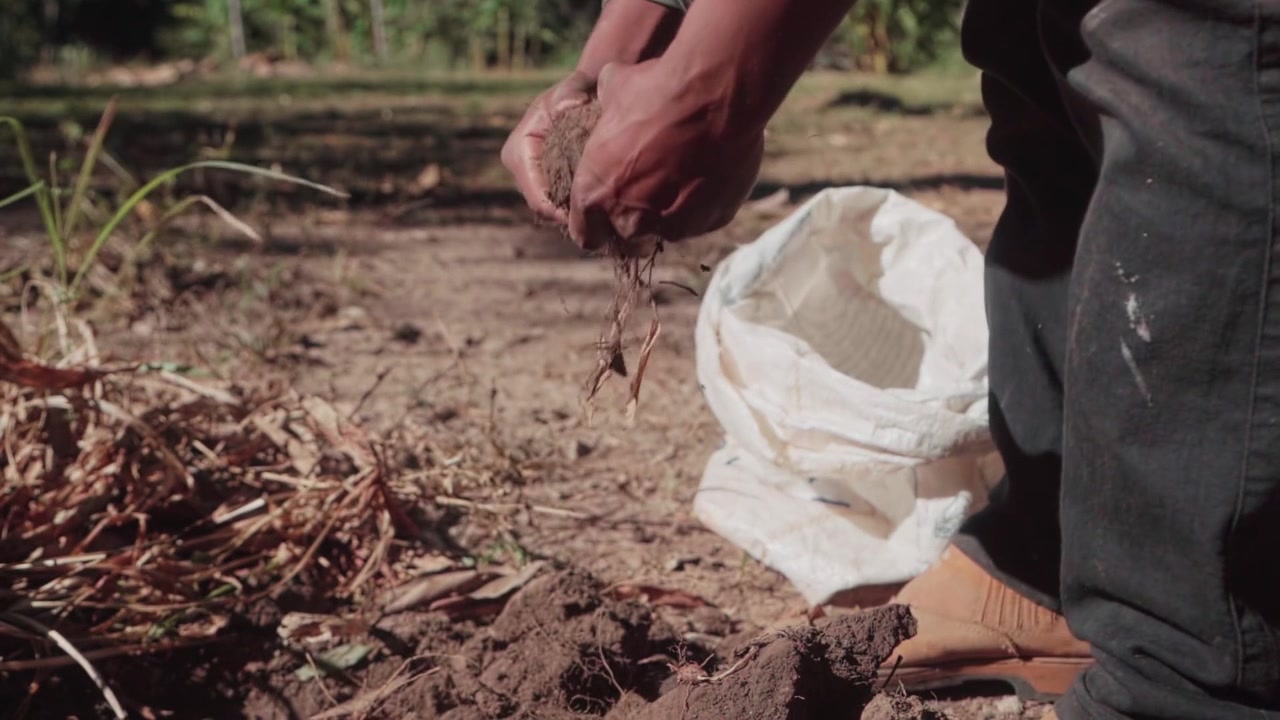 Slow motion of a Kalunga indigenous person's hands carefully harvesting acafrao da terra, also known as turmeric, from the soil